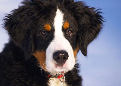 West Cornwall Pet Transport, transport your pets across the UK, Ireland & Europe